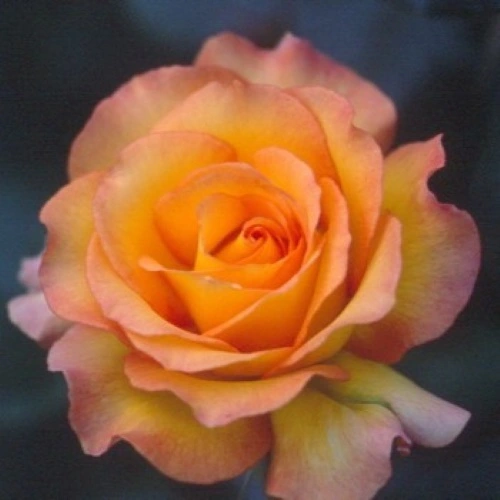 Rosa 'Happy Birthday' 4.5L