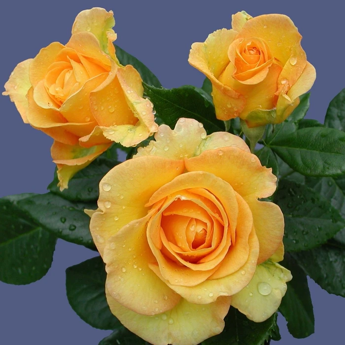 Rosa 'Happy Golden Wedding' 4.5L