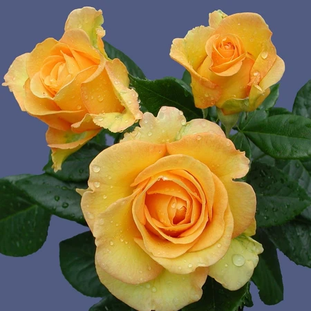 Rosa 'Happy Golden Wedding' 4.5L