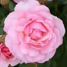 Rosa 'Happy Retirement' 4.5L