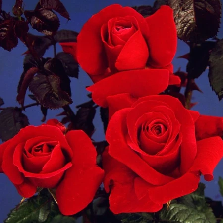 Rosa 'Happy Ruby Wedding' 4.5L