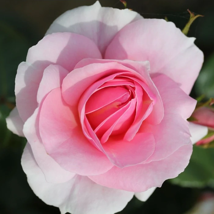 Rosa 'Happy Silver Wedding' 4.5L