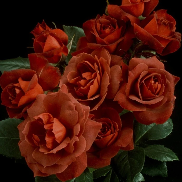Rosa 'Hot Chocolate' 4.5L