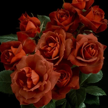 Rosa 'Hot Chocolate' 4.5L