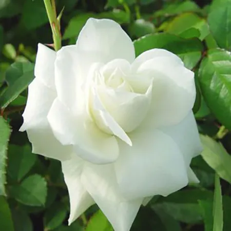 Rosa 'Iceberg Climbing' 4.5L