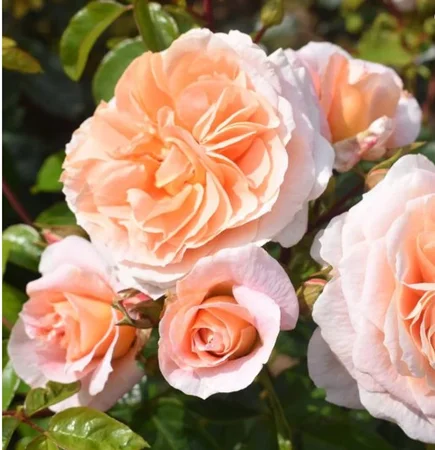 Rosa 'It's a Wonderful Life' ROTY 2022