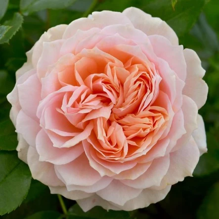 Rosa 'Joie De Vivre' 4.5L ROTY 2011