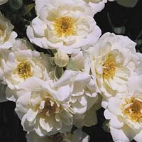 Rosa 'Kent' 4.5L