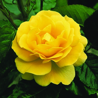 Rosa 'Korresia SunSprite' 5.5L