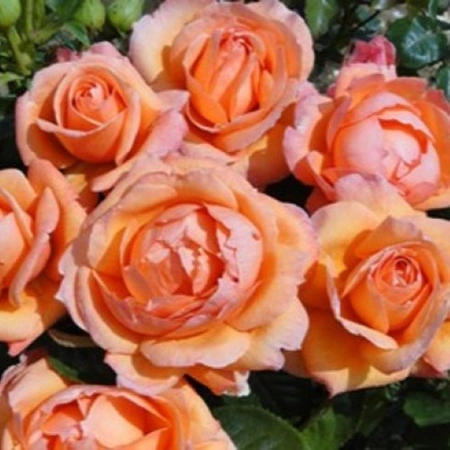 Rosa 'Lady Marmalade' 4.5L ROTY 2014