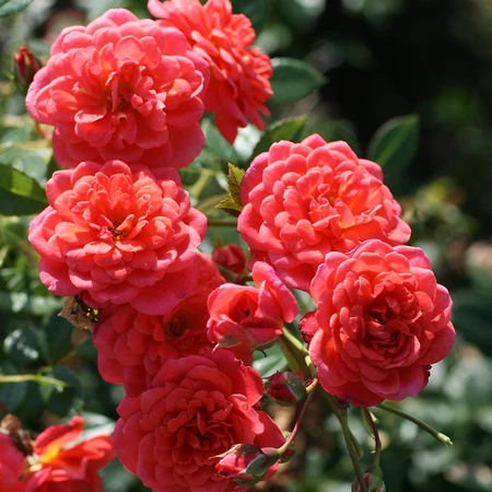 Rosa 'Lady Penelope' 4.5L