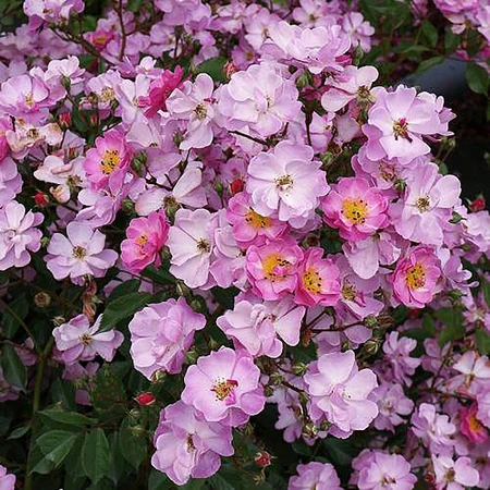 Rosa 'Lavender Dream' 4.5L