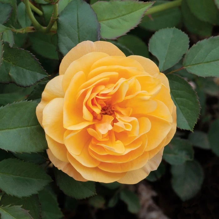 Rosa 'Layla Bella' 4.5L