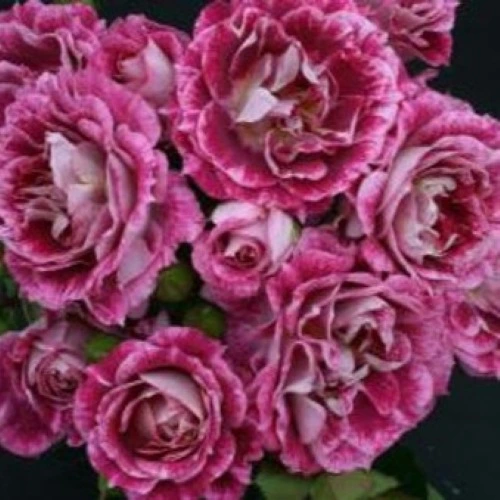 Rosa 'Let's Celebrate' 5.5L