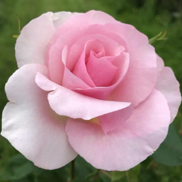 Rosa 'Let There Be Love' 5.5L