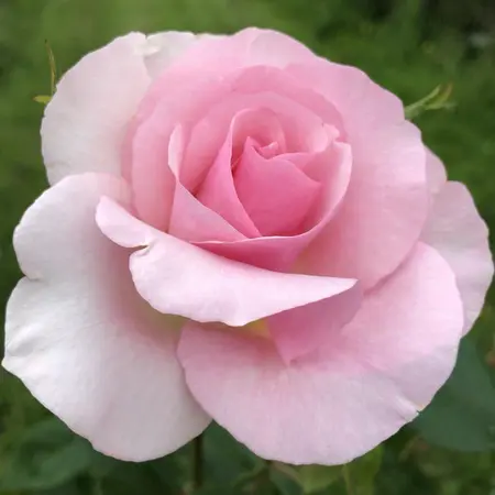 Rosa 'Let There Be Love' 5.5L