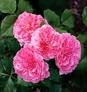 Rosa 'Lily Bella' 4.5L