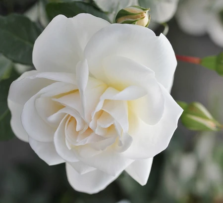 Rosa 'Little Angel' 3L