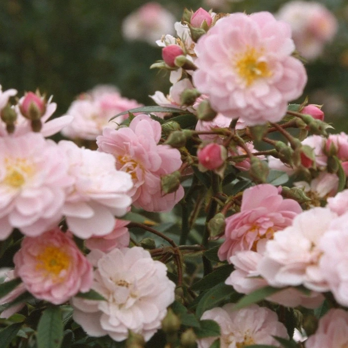 Rosa 'Little Rambler' 4.5L