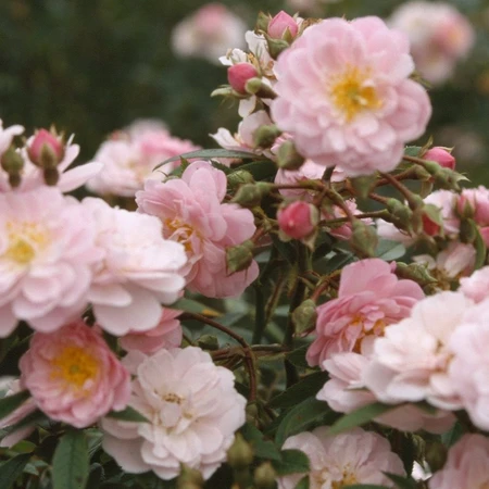 Rosa 'Little Rambler' 4.5L