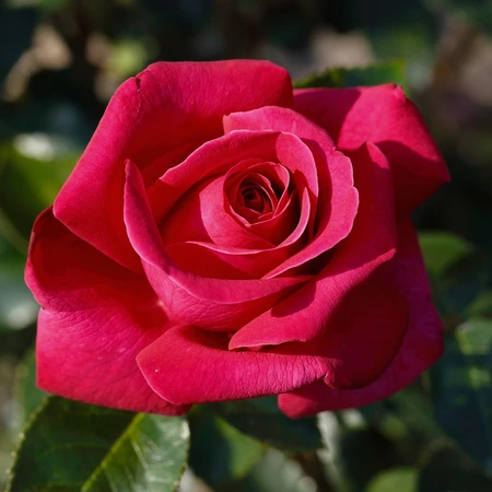 Rosa 'Love Remembered' 4.5L