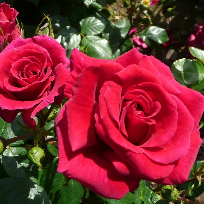 Rosa 'Lovestruck' ROTY 2018 4.5L