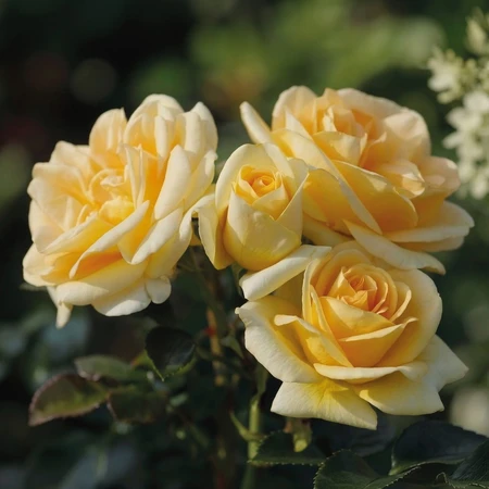 Rosa 'Loving Arms' 4.5L