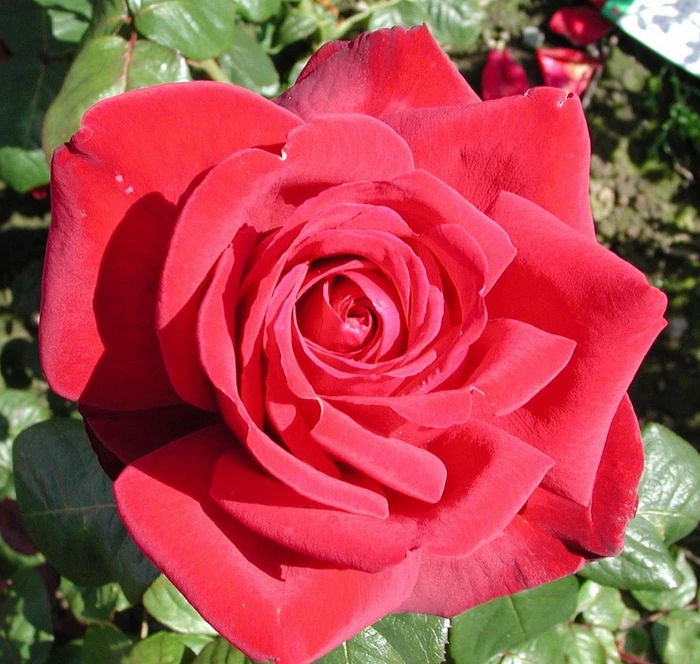 Rosa 'Loving Memory'