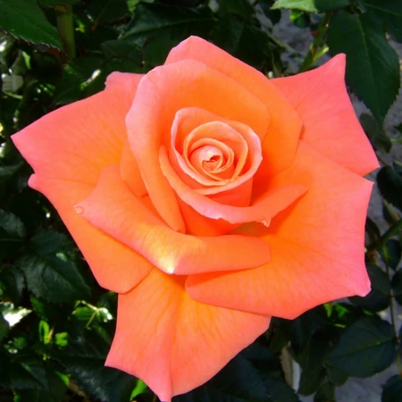 Rosa 'Mamma Mia' 4.5L