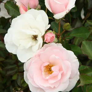 Rosa 'Many Happy Returns' 4.5L
