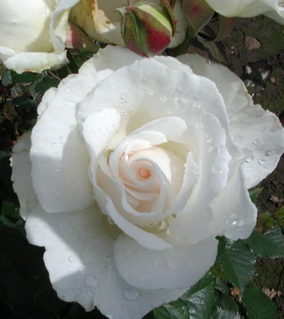Rosa 'Margaret Merrill' 4.5L