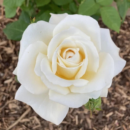 Rosa 'Mary Berry' 4.5L