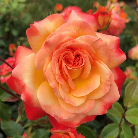 Rosa 'Meteor' 4.5L ROTY 2024