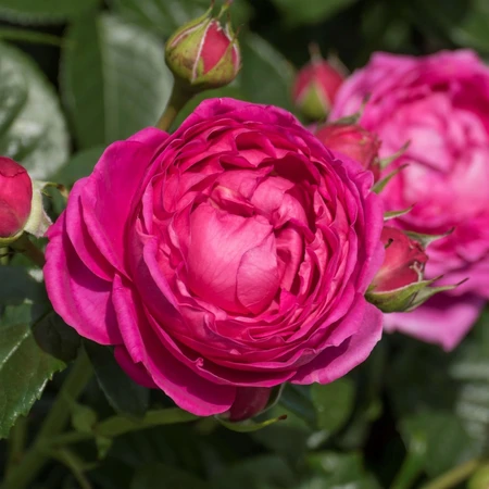Rosa 'Mottisfont' 5.5L