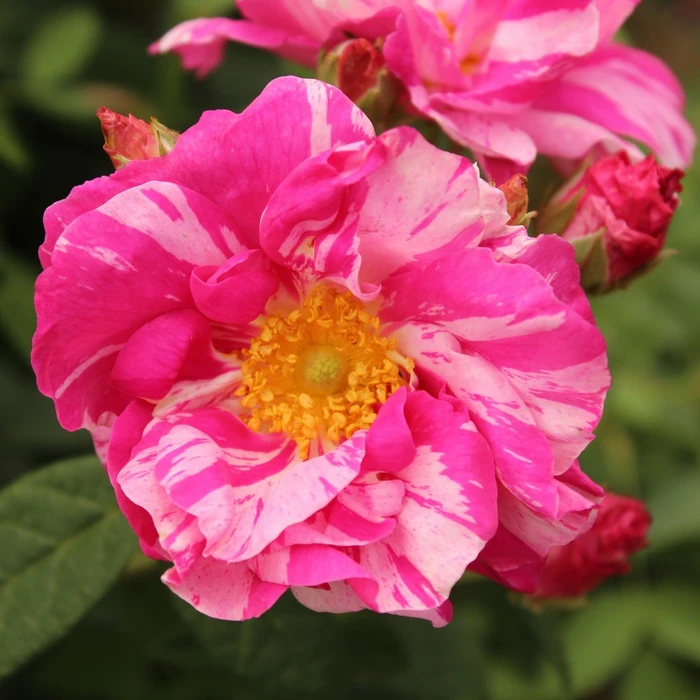 Rosa 'Mundi' 4.5L