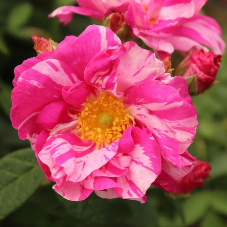 Rosa 'Mundi' 4.5L