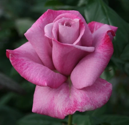 Rosa 'My Lovely Dad' 4.5L