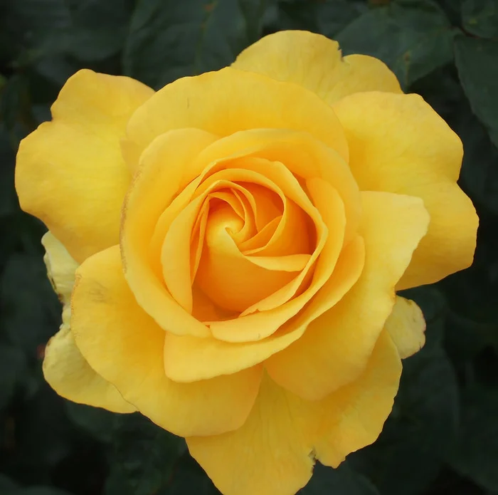 Rosa 'My Lovely Mum' 4.5L