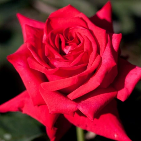 Rosa 'National Trust' 5.5L