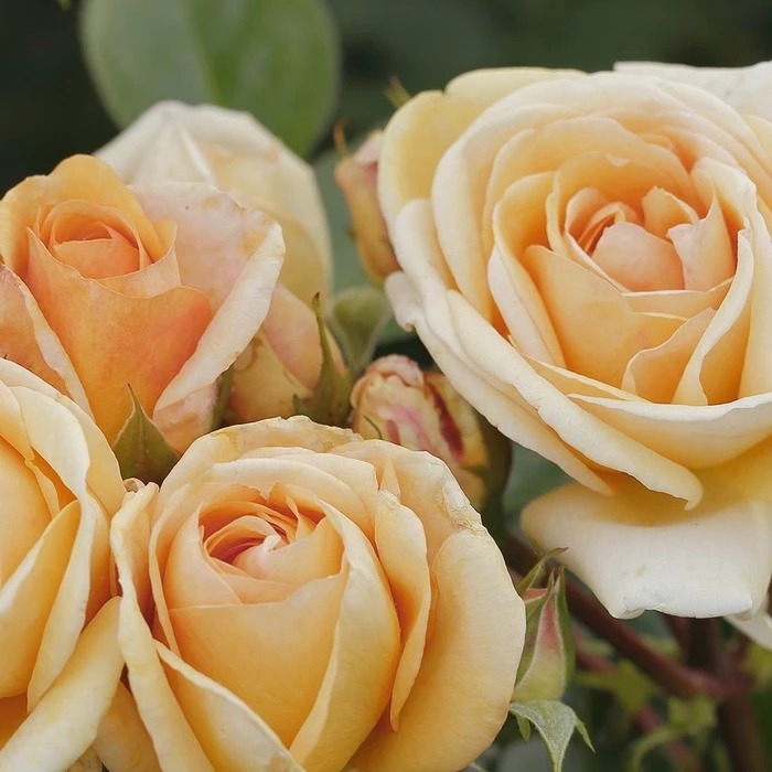 Rosa 'National Trust Beauty' 5.5L