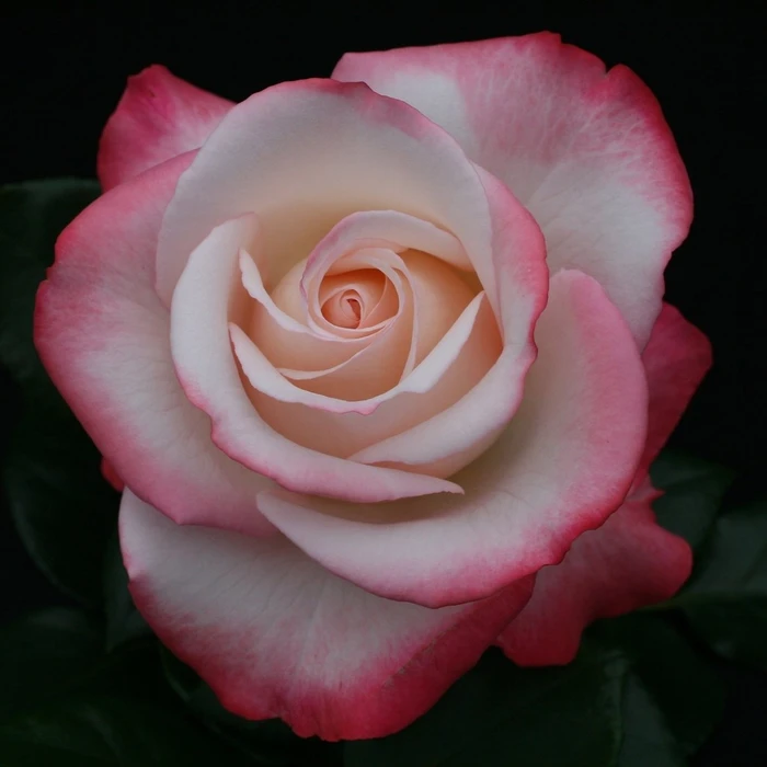 Rosa 'Nostalgia' 4.5L