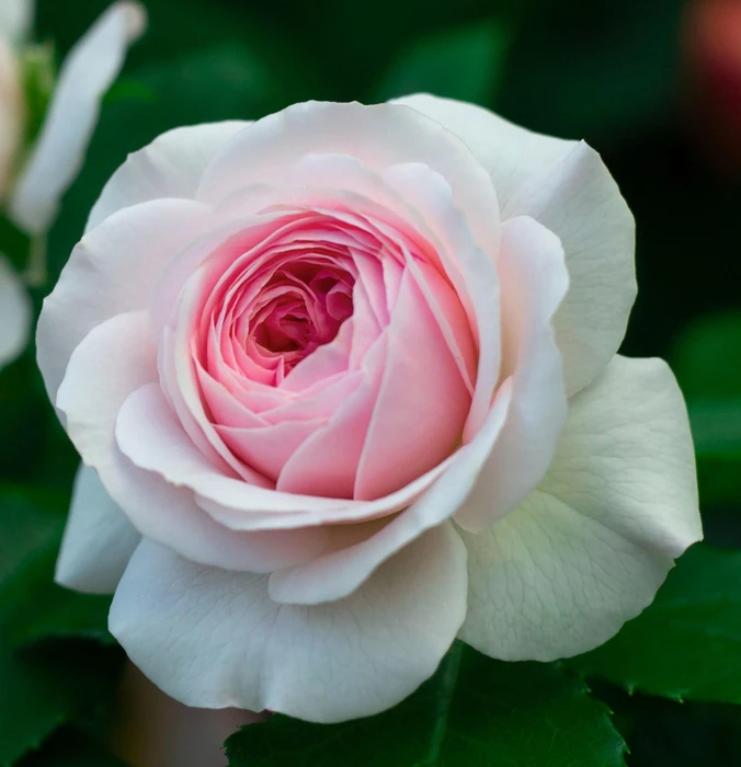 Rosa 'Octavia Hill' 5.5L