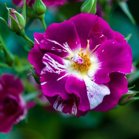Rosa 'Oh Wow Purple Splash' 4.5L