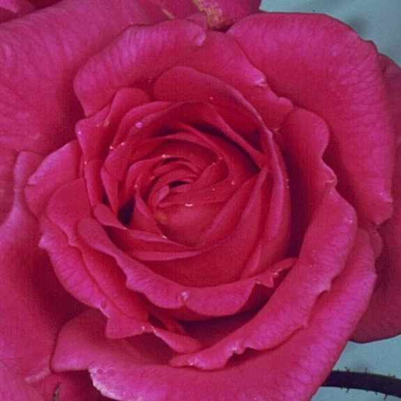 Rosa 'Parade' 4.5L