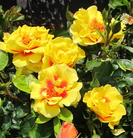 Rosa 'Peters Persica' 4.5L
