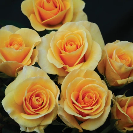 Rosa 'Phab Gold' 4.5L
