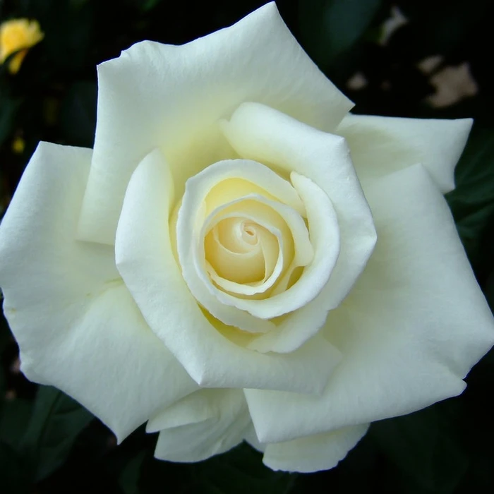 Rosa 'Polar Star' 4.5L