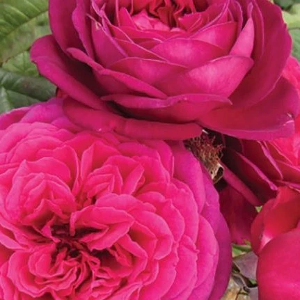 Rosa 'Pure Poetry' 4.5L