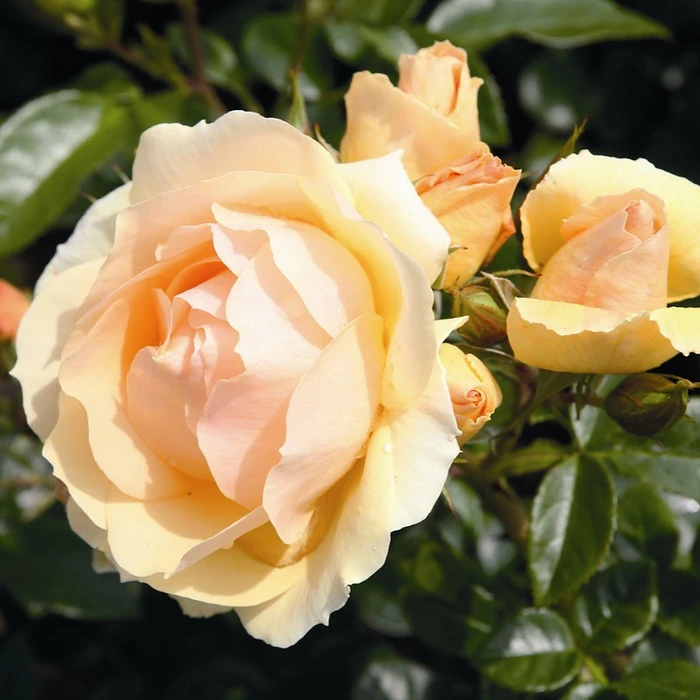 Rosa 'Queen Bee' 4.5L