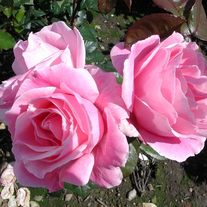 Rosa 'Queen Elizabeth' 4.5L